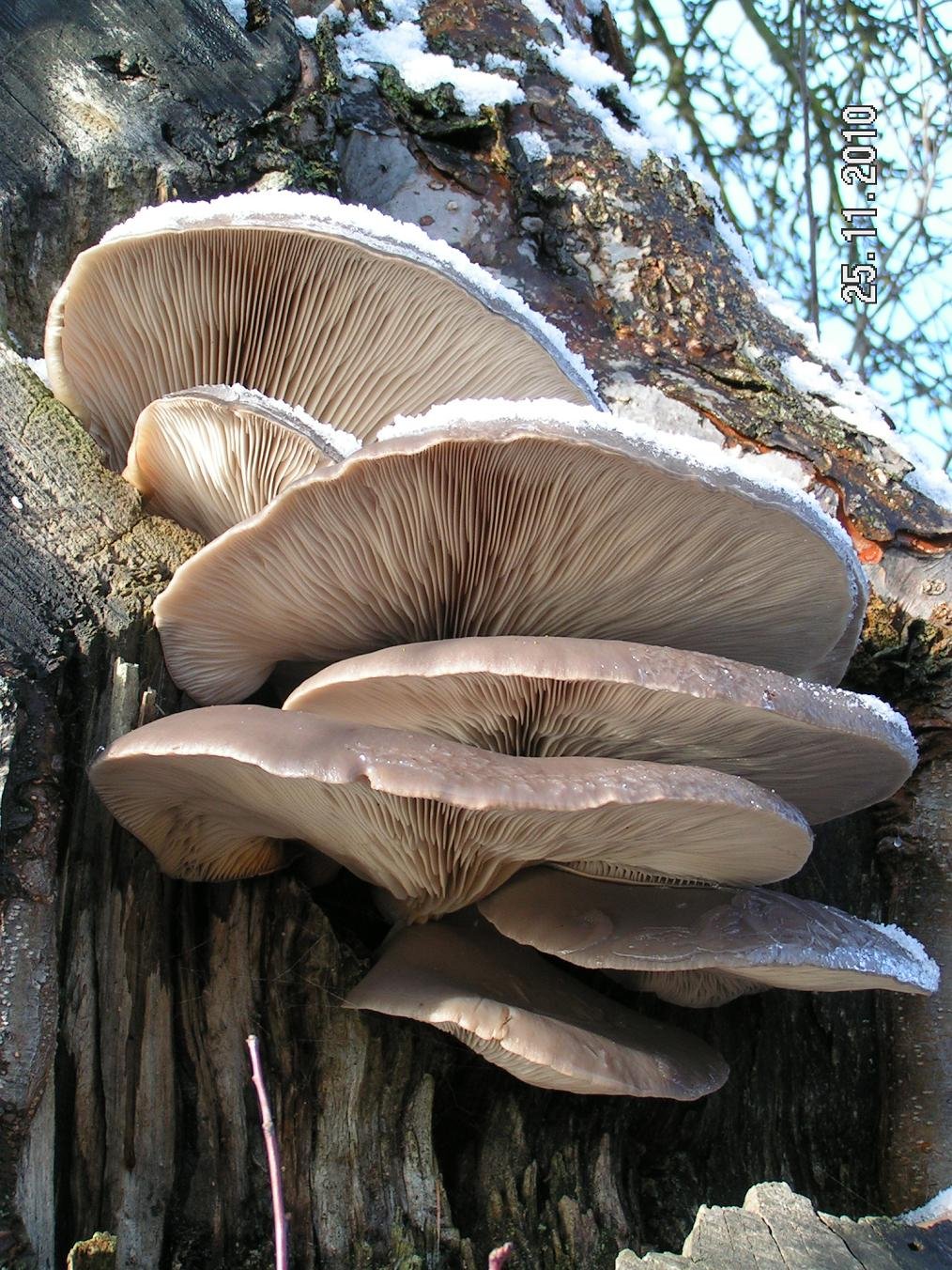 hlíva ústřičná (pleurotus ostreatus)