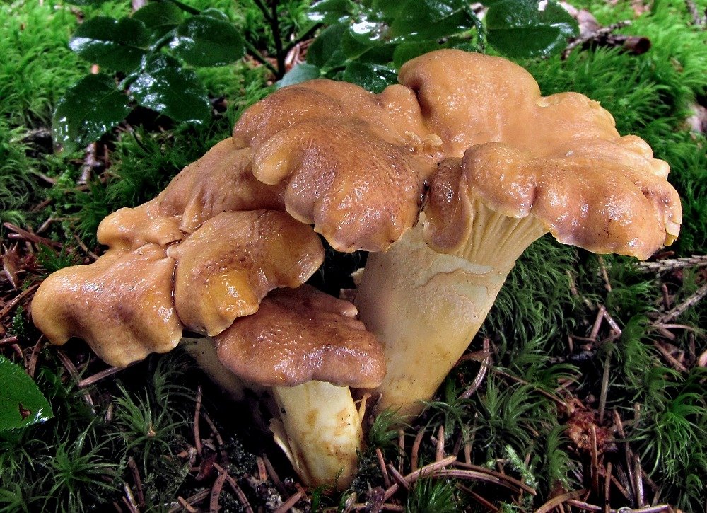 liška ametystová (Cantharellus amethysteus)