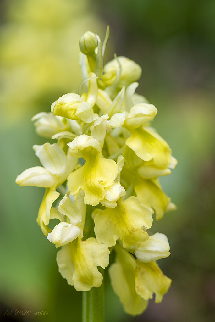 vstavač bledý (Orchis pallens)