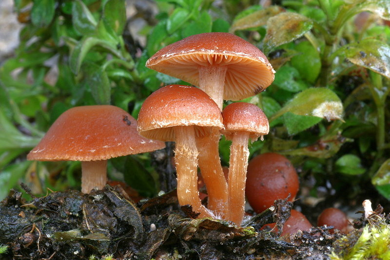 kržatka zimní (tubaria furfuracea)