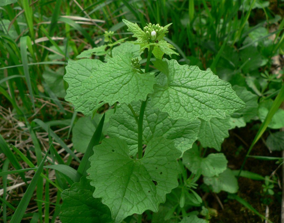 česnáček lékařský (Allaria petiolata)