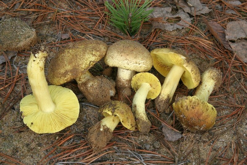 čirůvka zelánka (Tricholoma equestre)