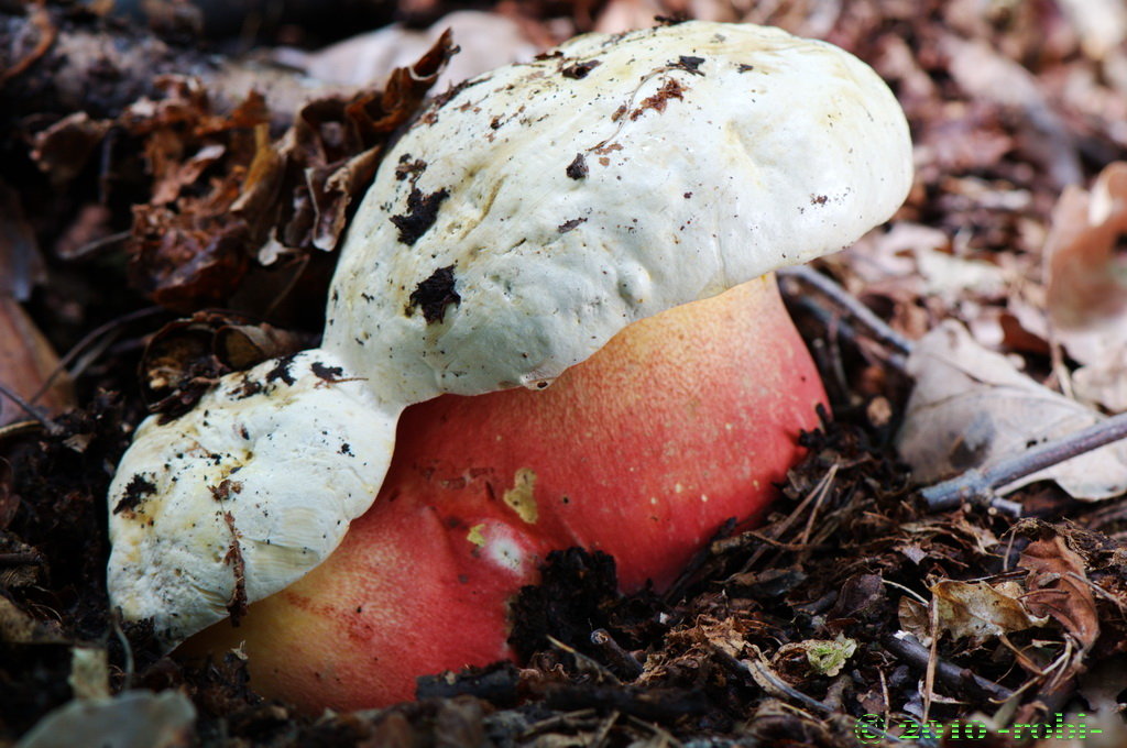 Hřib satan (Boletus satanas)