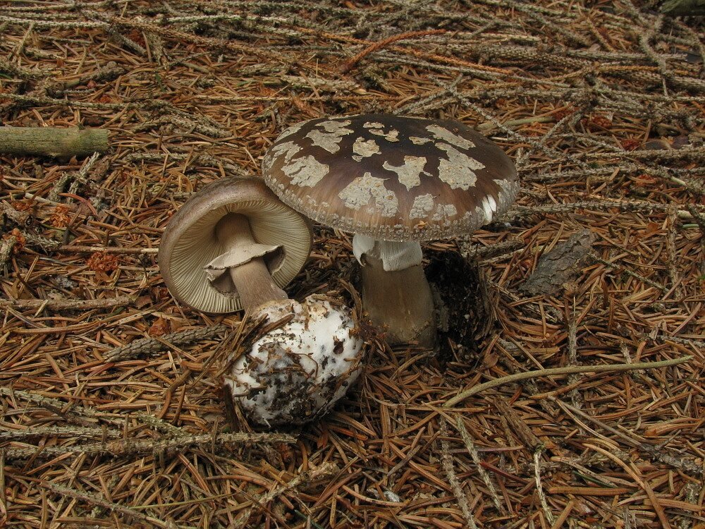 muchumůrka porfyrová (amanita porphyria)