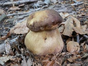 Klikni pro velký obrázek