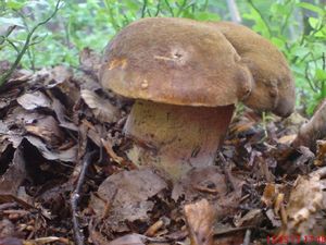 Klikni pro velký obrázek