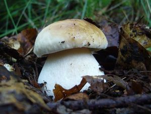 Klikni pro velký obrázek