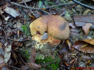 Klikni pro velký obrázek