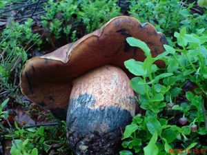 Klikni pro velký obrázek