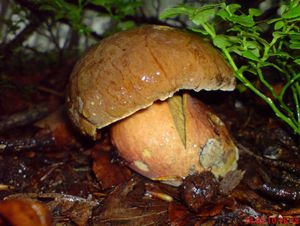 Klikni pro velký obrázek