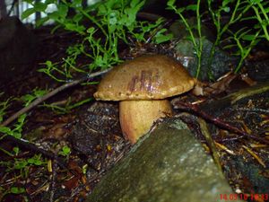 Klikni pro velký obrázek