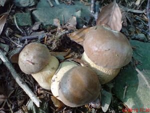 Klikni pro velký obrázek