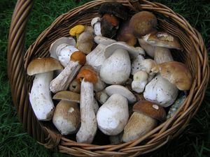 Klikni pro velký obrázek