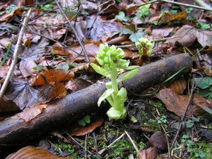 Klikni pro velký obrázek