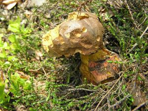 Klikni pro velký obrázek