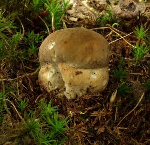 Klikni pro velký obrázek