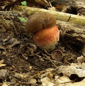 Klikni pro velký obrázek