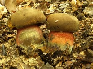 Klikni pro velký obrázek