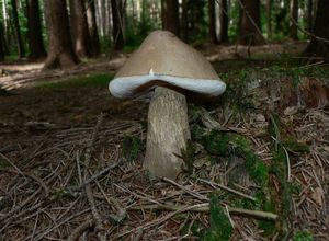Hřib žlučník - Tylopilus felleus  (Bull.) P. Karst. 1881