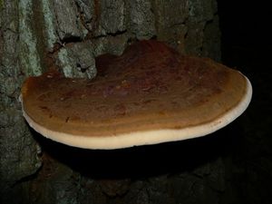 Lesklokorka pryskyřičnatá - Ganoderma resinaceum Boud.