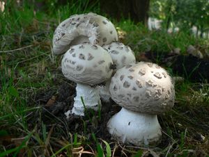 Muchomůrka šiškovitá - Amanita strobiliformis (Paulet ex Vittad.) Bertill. 1866