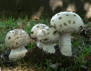 Muchomůrka šiškovitá - Amanita strobiliformis (Paulet ex Vittad.) Bertill. 1866