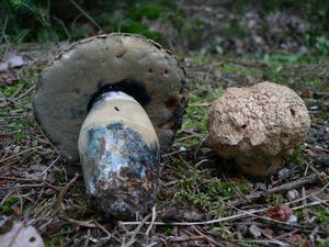 Hřib siný - Gyroporus cyanescens  (Bull.) Quél. 1886