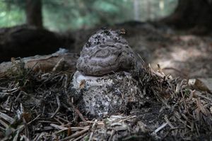 Muchomůrka porfyrová - Amanita porphyria Alb. & Schwein. 1805