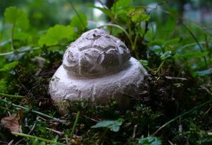 Muchomůrka šiškovitá - Amanita strobiliformis (Paulet ex Vittad.) Bertill. 1866