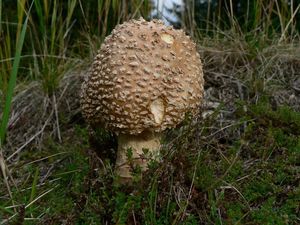 Muchomůrka královská - Amanita regalis (Fr.) Michael 1904