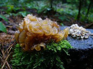 Rosolovka listovitá - Tremella foliacea Pers. 1800