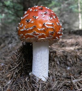 Muchomůrka červená - Amanita muscaria (L.) Lam. 1783