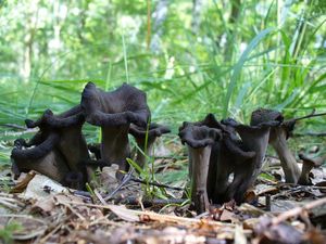 Stroček trubkovitý - Craterellus cornucopioides (L.) Pers. 1825