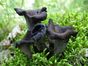 Stroček trubkovitý - Craterellus cornucopioides (L.) Pers. 1825