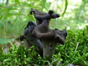Stroček trubkovitý - Craterellus cornucopioides (L.) Pers. 1825