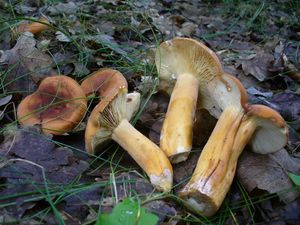 Ryzec syrovinka - Lactarius volemus (Fr.) Fr. 1838