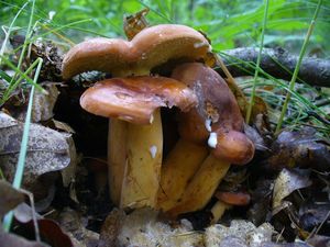 Ryzec syrovinka - Lactarius volemus (Fr.) Fr. 1838