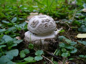 Muchomůrka šiškovitá - Amanita strobiliformis (Paulet ex Vittad.) Bertill. 1866
