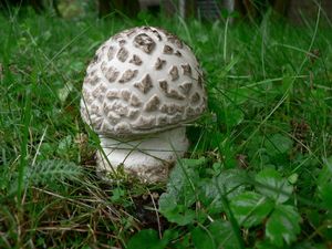 Muchomůrka šiškovitá - Amanita strobiliformis (Paulet ex Vittad.) Bertill. 1866