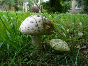 Muchomůrka šiškovitá - Amanita strobiliformis (Paulet ex Vittad.) Bertill. 1866