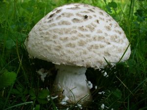 Muchomůrka šiškovitá - Amanita strobiliformis (Paulet ex Vittad.) Bertill. 1866