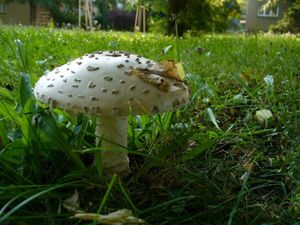 Muchomůrka šiškovitá - Amanita strobiliformis (Paulet ex Vittad.) Bertill. 1866