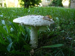 Muchomůrka šiškovitá - Amanita strobiliformis (Paulet ex Vittad.) Bertill. 1866