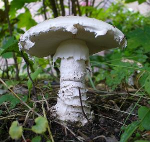 Muchomůrka šiškovitá - Amanita strobiliformis (Paulet ex Vittad.) Bertill. 1866