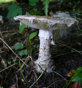 Muchomůrka šiškovitá - Amanita strobiliformis (Paulet ex Vittad.) Bertill. 1866