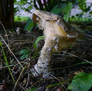 Muchomůrka šiškovitá - Amanita strobiliformis (Paulet ex Vittad.) Bertill. 1866