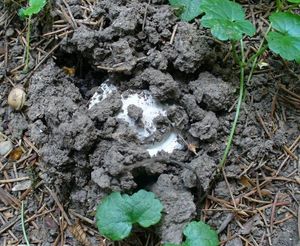 Muchomůrka šiškovitá - Amanita strobiliformis (Paulet ex Vittad.) Bertill. 1866