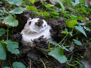 Muchomůrka šiškovitá - Amanita strobiliformis (Paulet ex Vittad.) Bertill. 1866