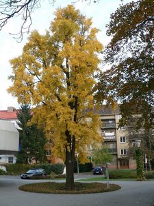 Jinan dvoulaločný (Ginko biloba)