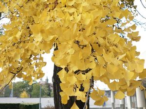 Jinan dvoulaločný (Ginko biloba)